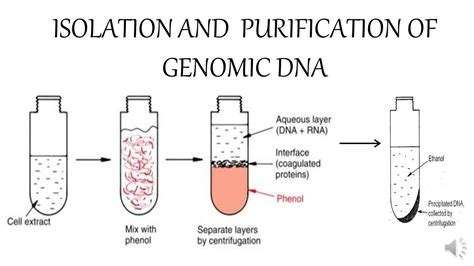 Genomic DNA Extraction & Purification .